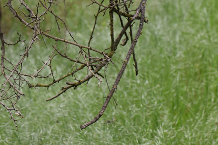 dry branches of a tree on a background of green grass in springの写真素材