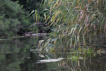 River landscape with reeds and trees in the background, close-upの写真素材
