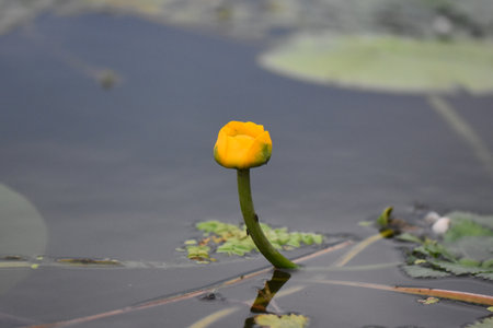 Yellow water lily in the pond, Thailand, Southeast Asia.の写真素材