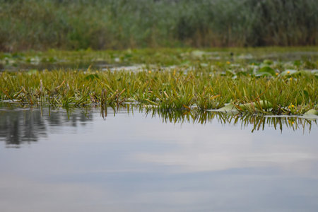 water lilies on the surface of the lake in the summer.の写真素材