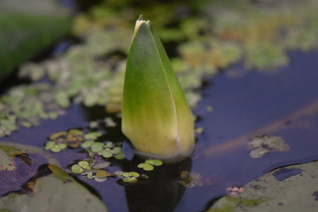 water lily in a pond with water lily pads and leavesの写真素材
