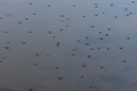 water ripples in a puddle, closeup photo with selective focus
