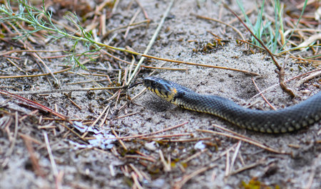 Grass Snake (Natrix natrix) on the ground.の写真素材