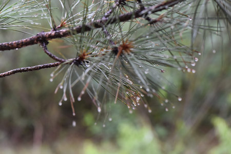 Water droplets on a branch of a pine tree after a rain