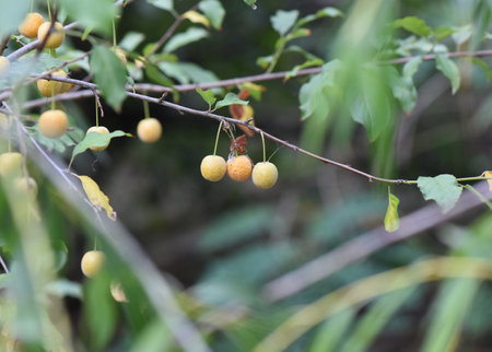 Ripe wild yellow cherry Prunus cerasifera fruit on the tree in the forestの写真素材