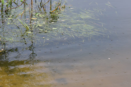 Flock of water striders swimming in the lake under the rain. Selective focusの写真素材