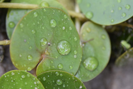 Water droplets on the leaves of a green plant in the garden