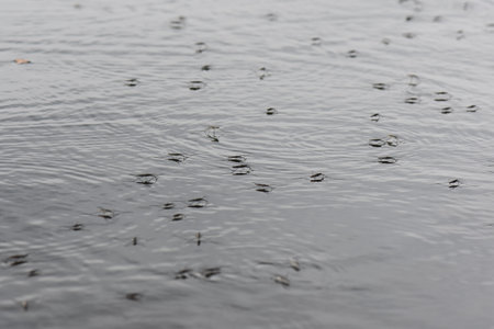 Flock of water striders sliding on the lake water surface under the rainの写真素材