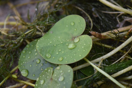 Water drops on the green leaves of a centella asiaticaの写真素材