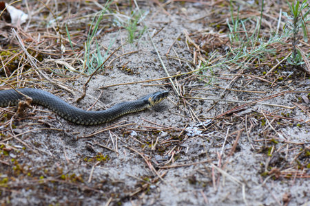 Grass snake (Natrix natrix) on the ground.の写真素材