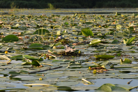 waterfowl on the surface of the lake in the summer.の写真素材