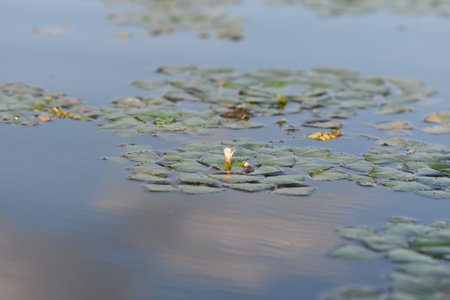 Water lily in a pond with green leaves in the background
