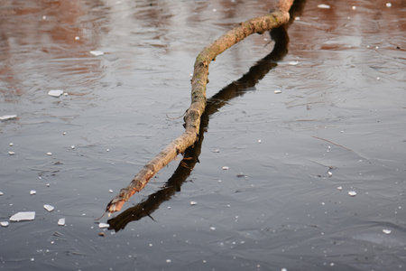 Tree branch on the ice of a frozen lake. Winter landscapeの写真素材