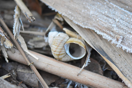 shell on the ground in winter cowered with frost closeup of photo with shallow depth of fieldの写真素材
