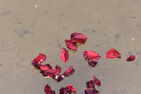 Red rose petals floating on the surface of the water, backgroundの写真素材