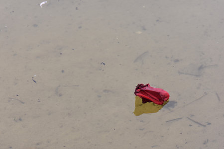 Red fallen leaf on the water in the rain. Concept of environmental pollution.の写真素材