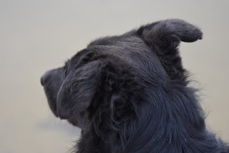 Black dog in the water on a sunny day. Shallow depth of field.の写真素材