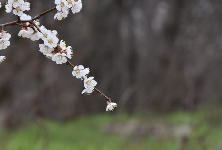 spring flowering of flowers on a tree, white flowers on a tree