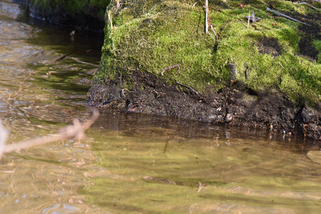 Moss on the rock in the river, closeup of photoの写真素材