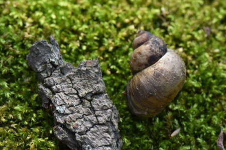 Snail crawling on the green moss in the forest. Close up.の写真素材
