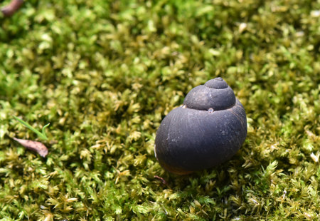 Snail shell on the green moss in the forest, close upの写真素材