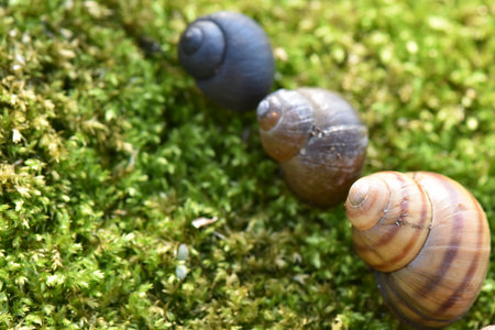 Snails crawling on green moss, macro shot, shallow depth of fieldの写真素材