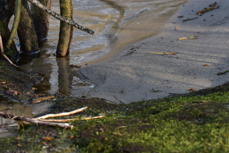 Puddle on the bank of the river with moss and tree trunks