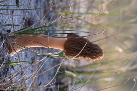 Morel mushroom in the autumn forest. Morel mushrooms growing on the sandy ground