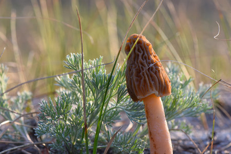 Morel mushroom in the autumn forest. Morel mushrooms growing on the sandy groundの写真素材