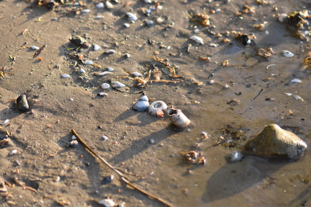 seashells on the beach in sunset light, closeup of photo