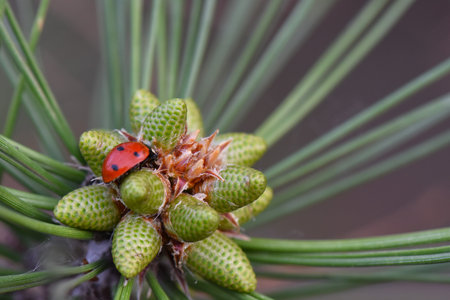 Ladybug on a pine branch with young green needles. Macro.の写真素材