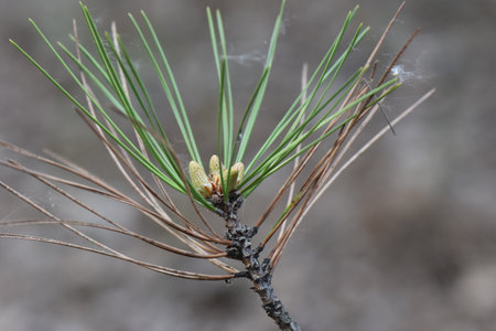 Young shoots of a pine tree in the spring, close-upの写真素材