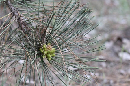 Pine tree in the forest with cones and green needles close upの写真素材