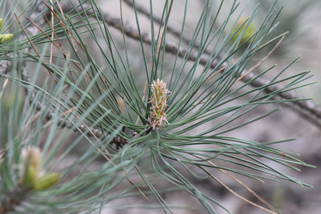 Pine branch with cones and young shoots close-up, selective focusの写真素材