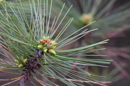 Ladybug on the branch of a pine tree in the spring.