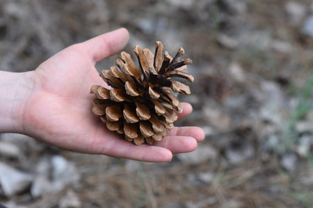 Pine cone in the hand of a child in the forest.