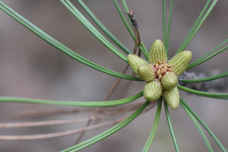 Pine branch with young green cones close-up on blurred backgroundの写真素材
