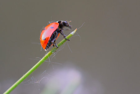 ladybug on a green blade