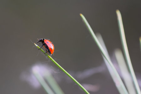 ladybug on a blade of grass in the nature. macro