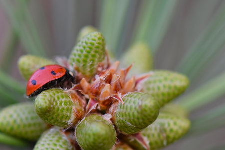 ladybug on a pine cone branch in the forest. macro photoの写真素材