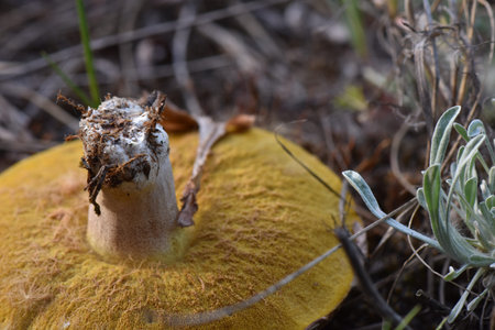 Mushroom on the ground in the pine forest, close up