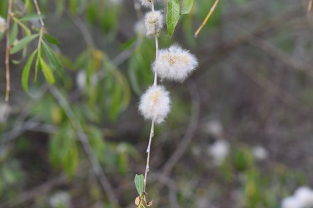 Dandelion seeds on a twig in the spring forest.の写真素材