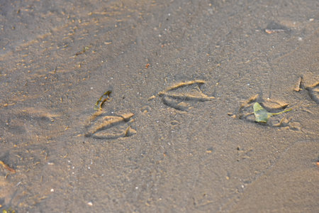 Footprints of seagull on the sand in the river park in sunset golden light, closeup of photoの写真素材