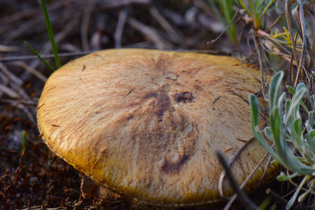 Mushroom on the ground in the pine forest, close up