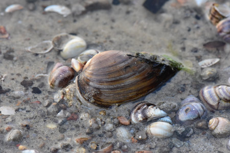 Shells and sand on the beach. Close-up view.の写真素材