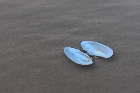 Shells on the beach in the morning, Koh Lanta, Thailandの写真素材