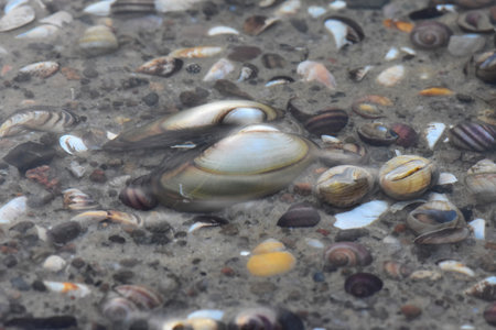 Seashells on the beach, closeup of photo.