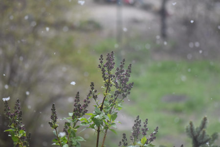 Purple basil flowers in the garden on snowy day. Selective focus