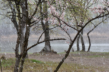 Flowering apricot trees in the rain on a spring day