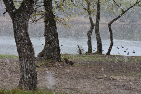 A flock of wild ducks on the shore of a lake in the rainy day in spring